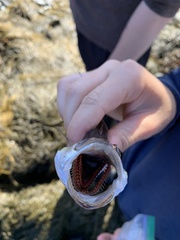 Merluccius bilinearis