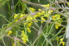 Rhamphospermum nigrum