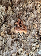 Dendroctonus rufipennis