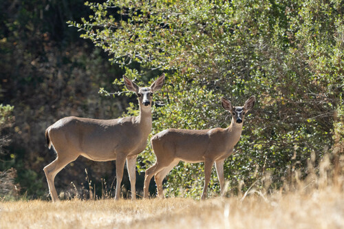 iNaturalist observation photo of Mule Deer
