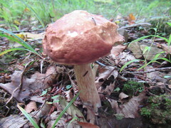 Xanthoconium purpureum