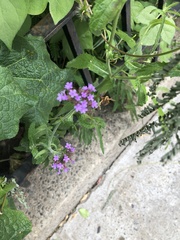 Verbena bonariensis