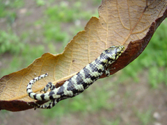 Abronia taeniata