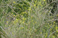 Rhamphospermum nigrum