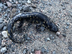 Ambystoma tigrinum