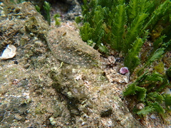 Dolabrifera nicaraguana