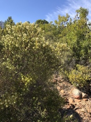 Phylica oleifolia