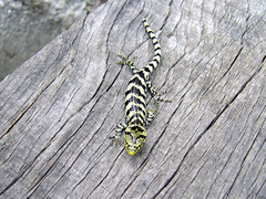 Abronia taeniata