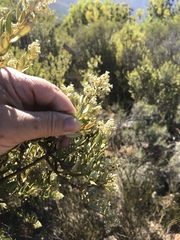 Phylica oleifolia