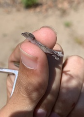 Hemidactylus