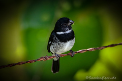 Sporophila corvina