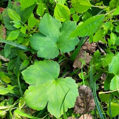 Ranunculus recurvatus