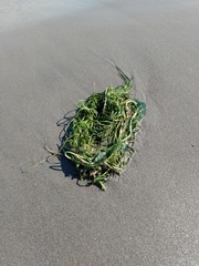 Zosteraceae