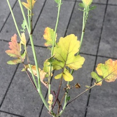 Brassicaceae