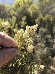 Phylica oleifolia