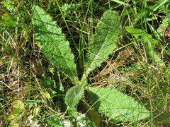 Cirsium pumilum