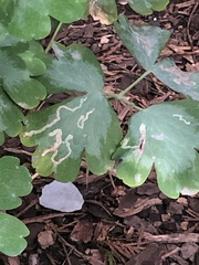 Phytomyza minuscula group