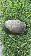 Kinosternon integrum