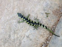 Abronia taeniata