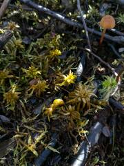 Sphagnum platyphyllum