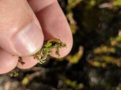 Sphagnum platyphyllum
