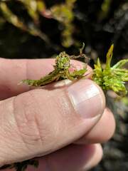 Sphagnum platyphyllum