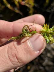 Sphagnum platyphyllum
