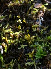 Sphagnum platyphyllum
