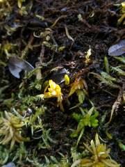 Sphagnum platyphyllum