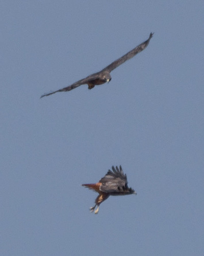 iNaturalist observation photo of Red-tailed Hawk