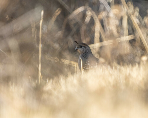 iNaturalist observation photo of California Quail