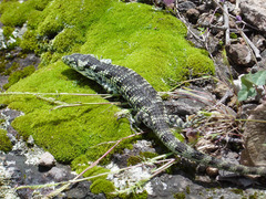 Abronia taeniata