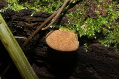 Crepidotus crocophyllus
