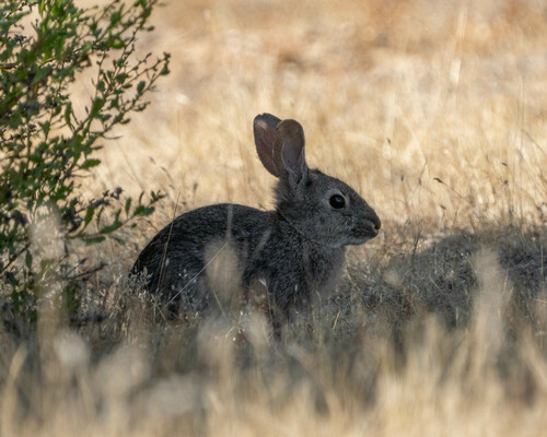 iNaturalist observation photo of Brush Rabbit