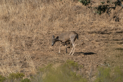 iNaturalist observation photo of Mule Deer