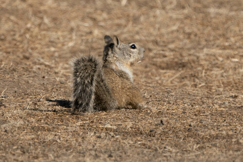 iNaturalist observation photo of California Ground Squirrel