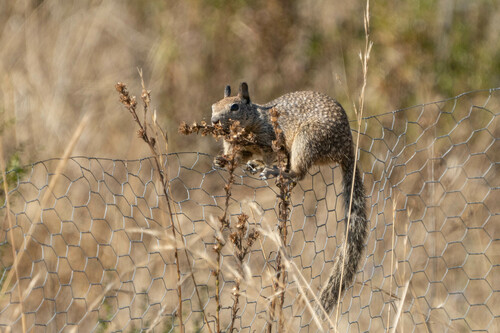 iNaturalist observation photo of California Ground Squirrel