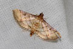Marasmia poeyalis
