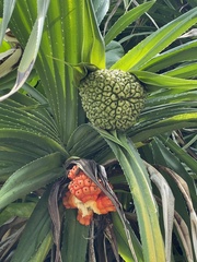 Pandanus odorifer