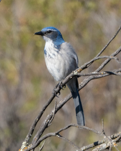 iNaturalist observation photo of California Scrub-Jay