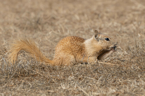 iNaturalist observation photo of California Ground Squirrel