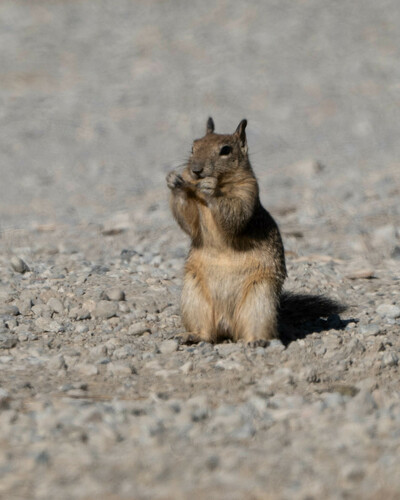 iNaturalist observation photo of California Ground Squirrel