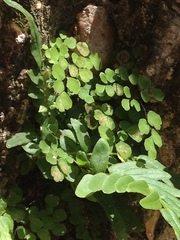Adiantum tricholepis
