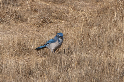 iNaturalist observation photo of California Scrub-Jay