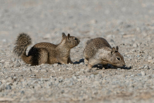iNaturalist observation photo of California Ground Squirrel