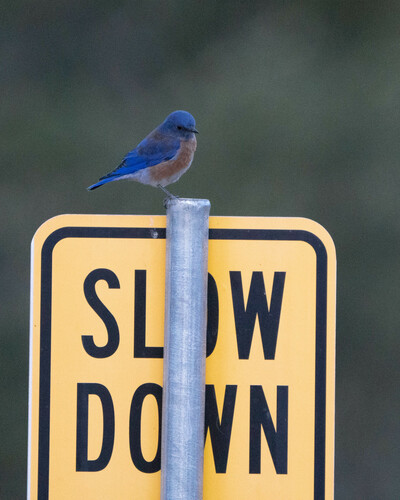 iNaturalist observation photo of Western Bluebird