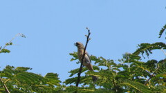 Schistochlamys ruficapillus