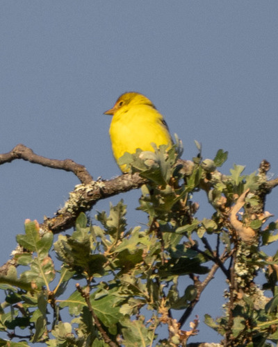 iNaturalist observation photo of Western Tanager