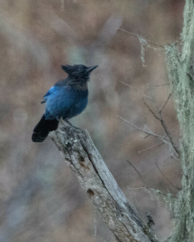 iNaturalist observation photo of Steller's Jay