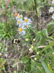 Symphyotrichum lanceolatum
